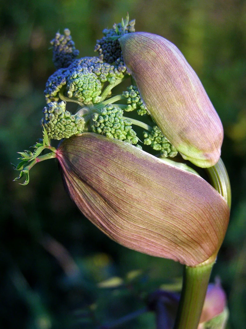 Wilde Engelwurz (Angelica sylvestris)