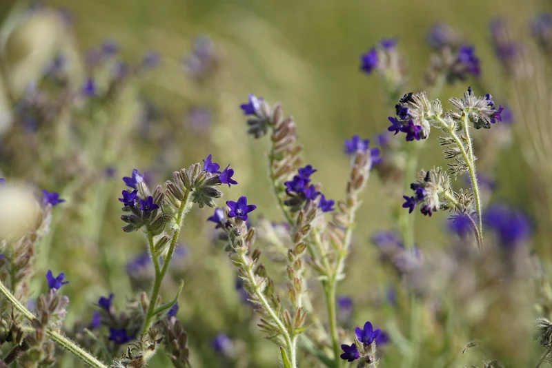 Ochsenzunge (Anchusa officinalis)