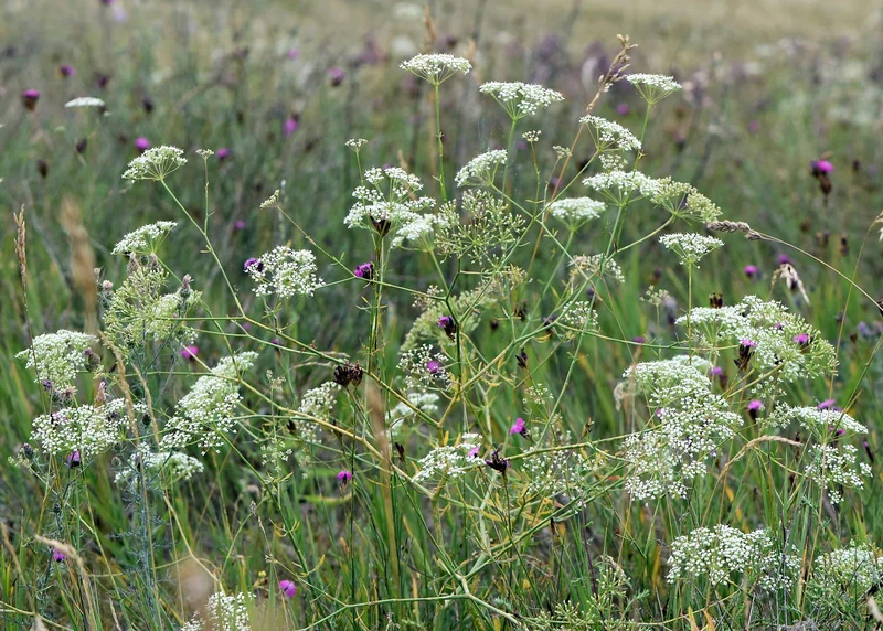 Gewöhnliche Sichelmöhre (Falcaria vulgaris)