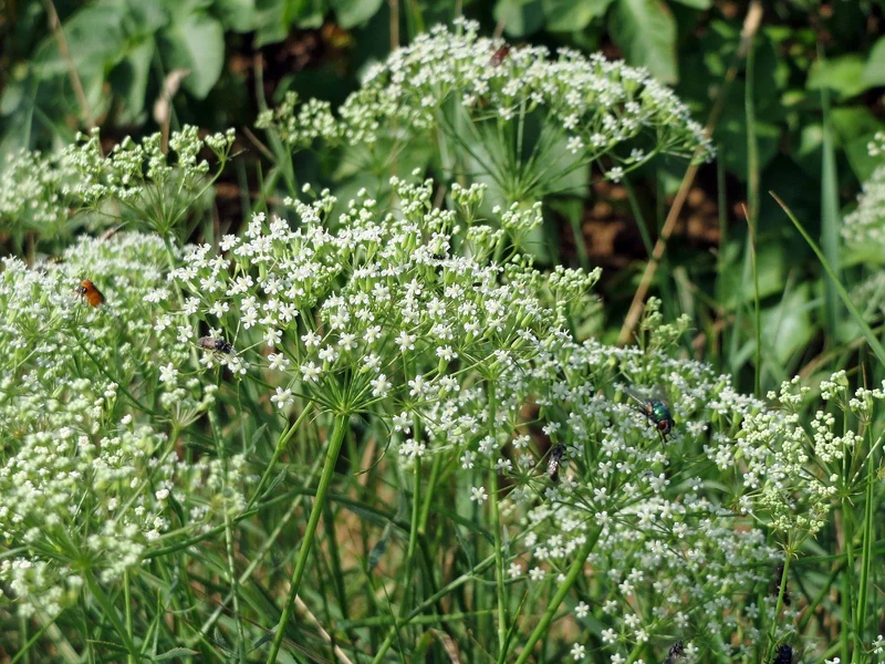 Gewöhnliche Sichelmöhre (Falcaria vulgaris)