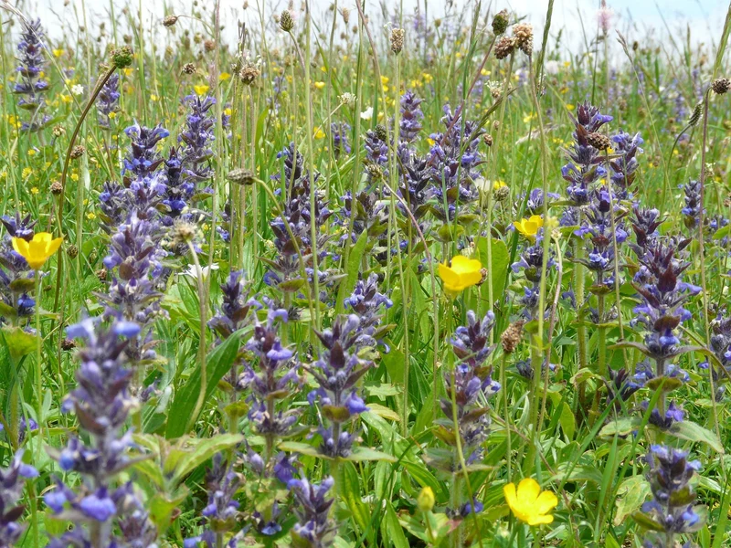 Kriechender Günsel (Ajuga reptans)