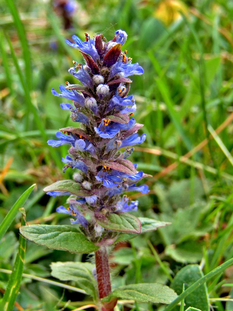 Kriechender Günsel (Ajuga reptans)