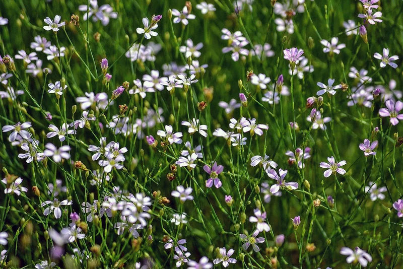 Felsennelke (Petrorhagia saxifraga)