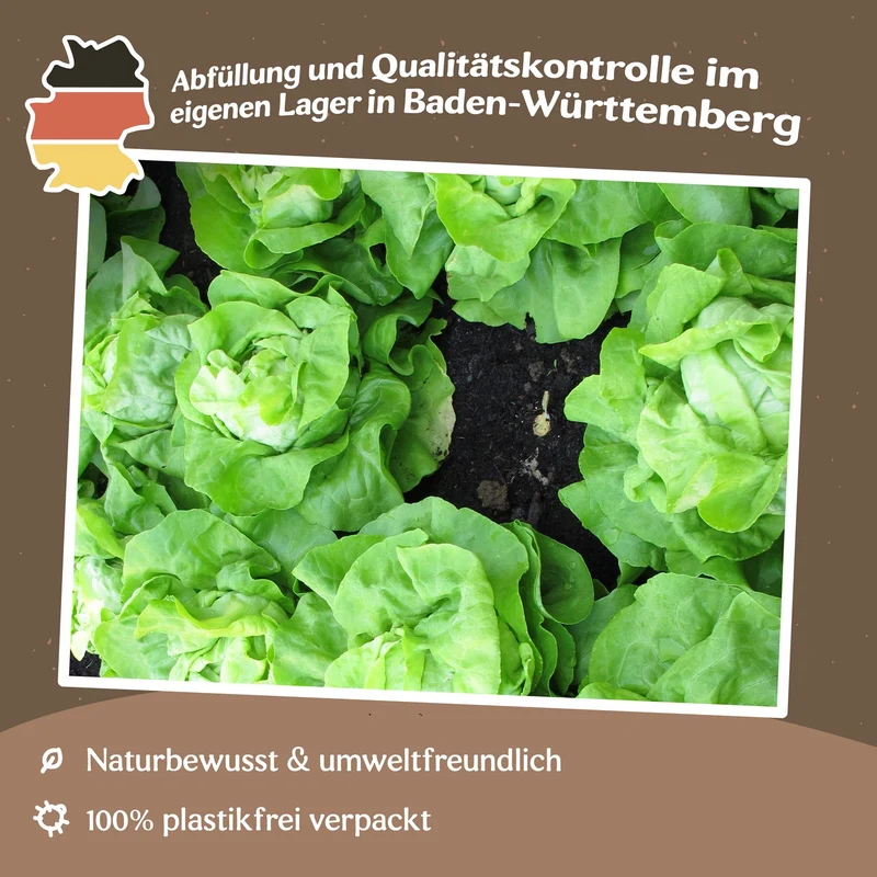Kopfsalat Quattro Stagioni Samen