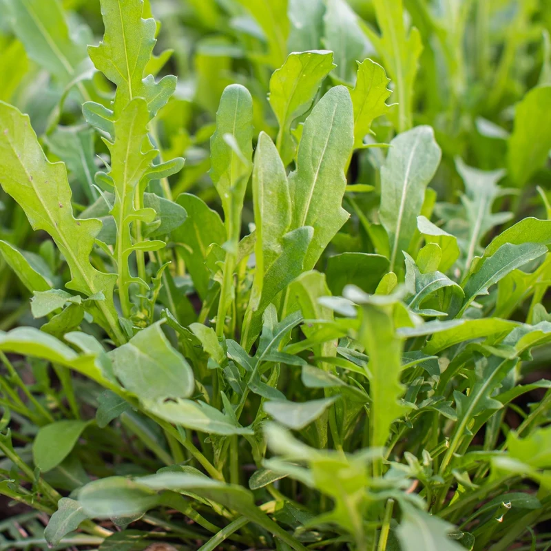 Bio-Rucola Coltivata Samen