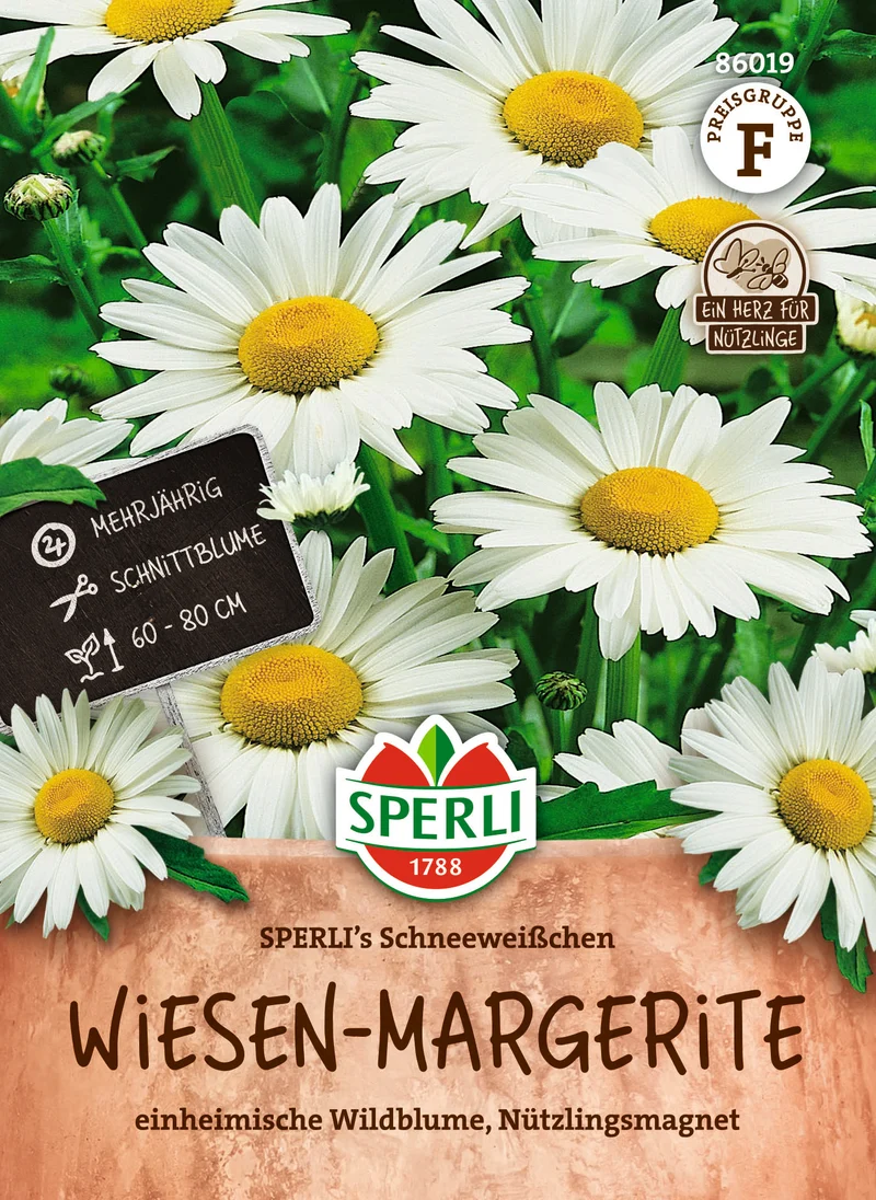 Wiesen Margerite Schneeweißchen Saatgut