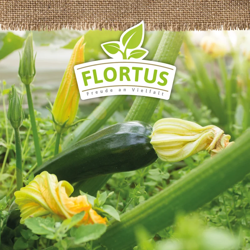 Zucchini Black Beauty | BIO Zucchinisamen von FLORTUS