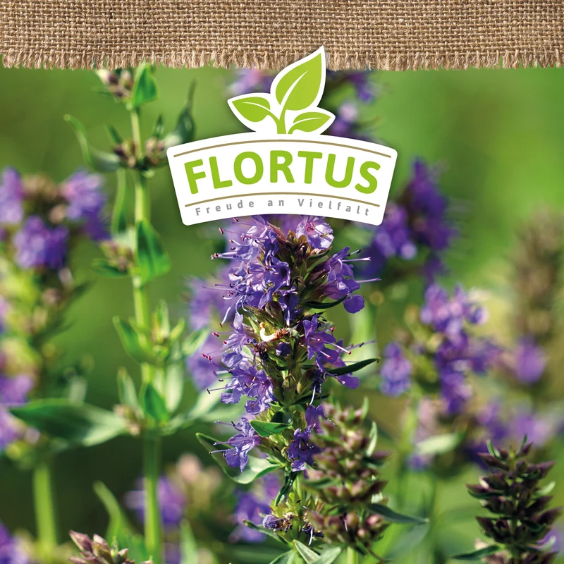 Ysop | BIO Kräutersamen von FLORTUS