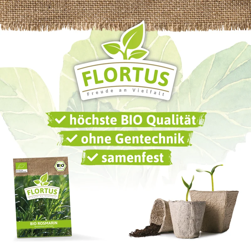 Rosmarin | BIO Rosmarinsamen von FLORTUS