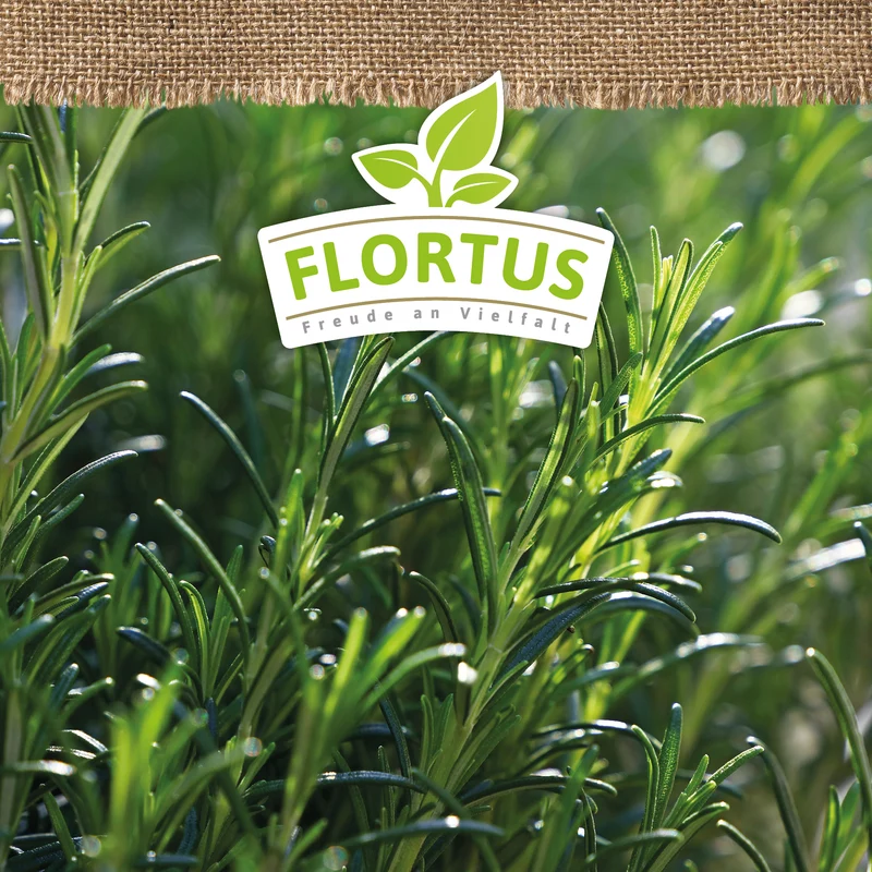 Rosmarin | BIO Rosmarinsamen von FLORTUS
