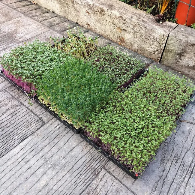 Microgreens Starter Kit