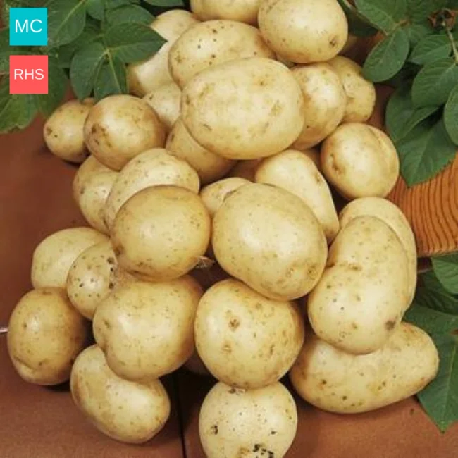 Seed Potatoes: Navan