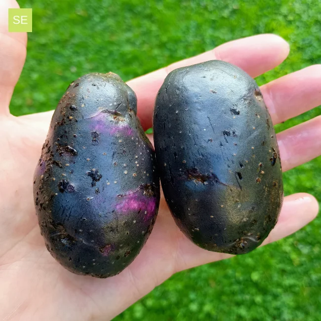 Seed Potatoes: Purple Rain