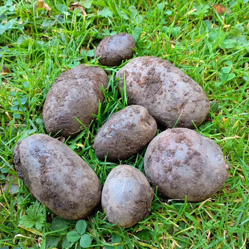 Seed Potatoes: Purple Rain