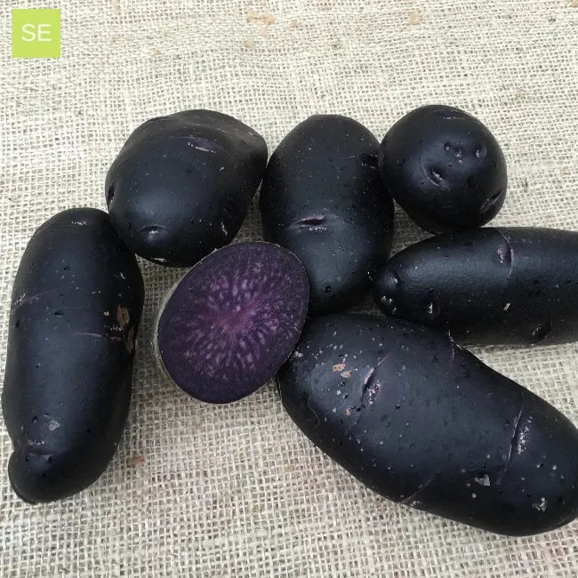 Seed Potatoes: Purple Rain