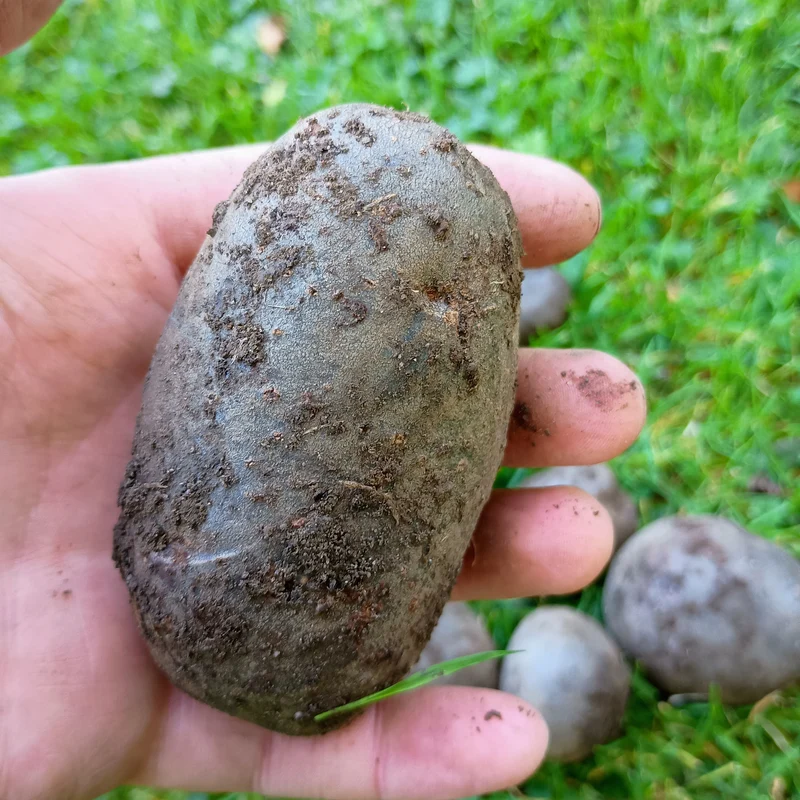 Seed Potatoes: Purple Rain