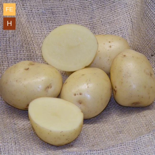 Seed Potatoes: Sharpes Express
