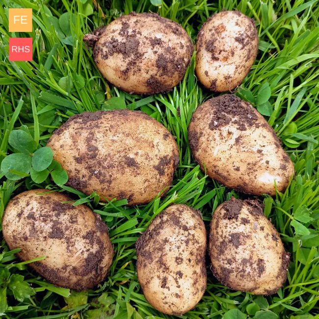 Seed Potatoes: Maris Bard