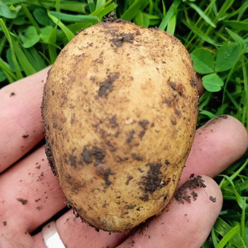 Seed Potatoes: Maris Bard