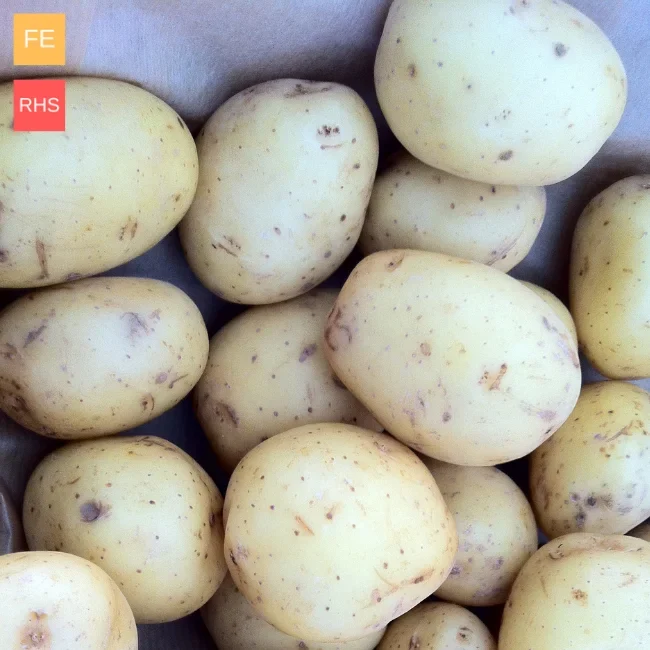 Seed Potatoes: Maris Bard