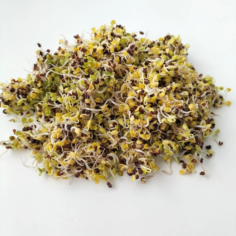 Organic Sprouting Seed: Black Kale