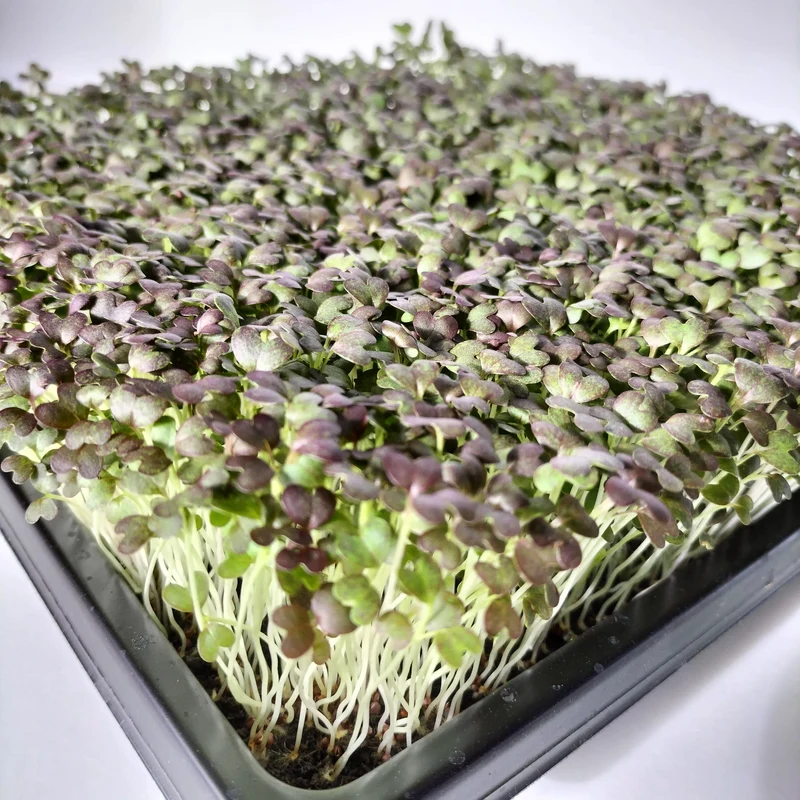 Organic Microgreen Seed: Red Mizuna