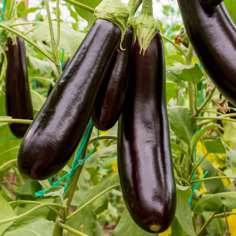 Aubergine Early Long Purple 3 Samen MHD 06/27
