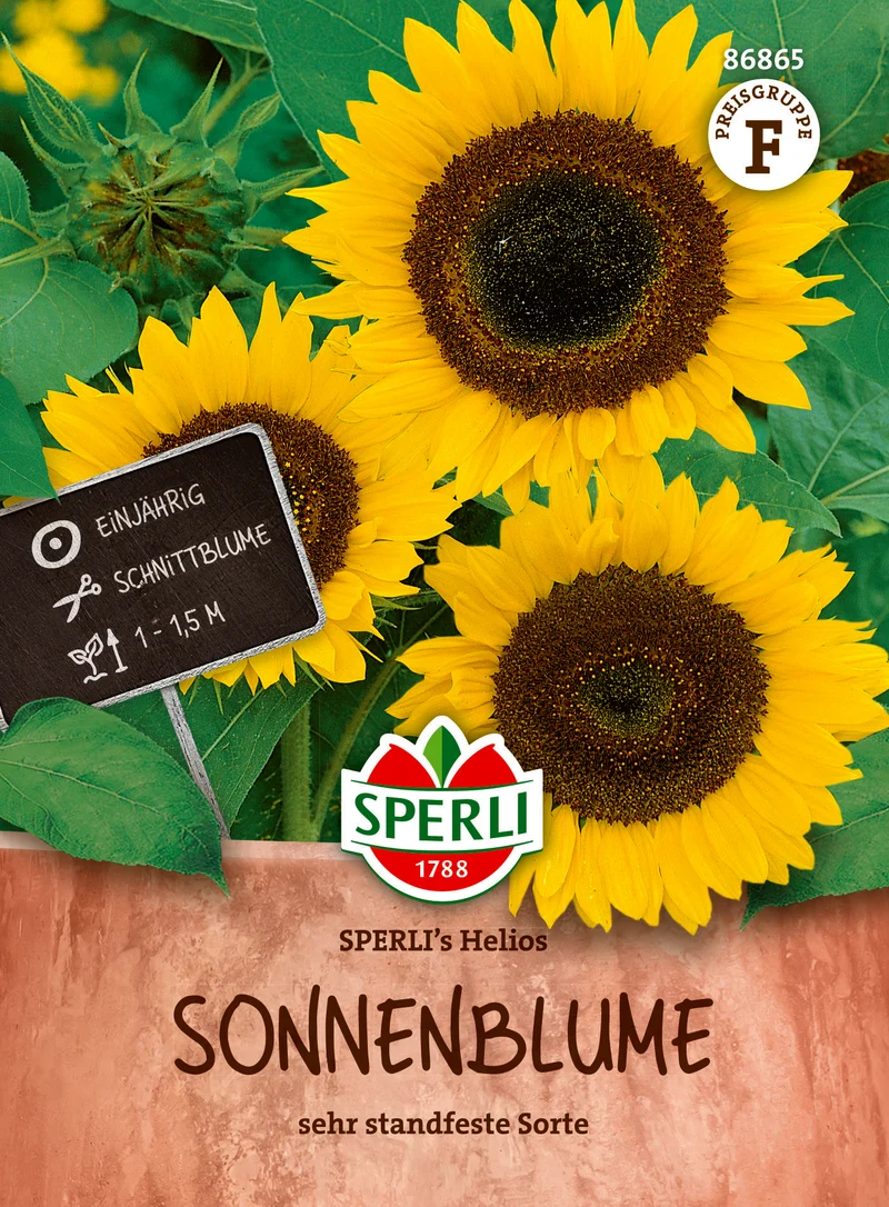 Sonnenblume Helios Saatgut