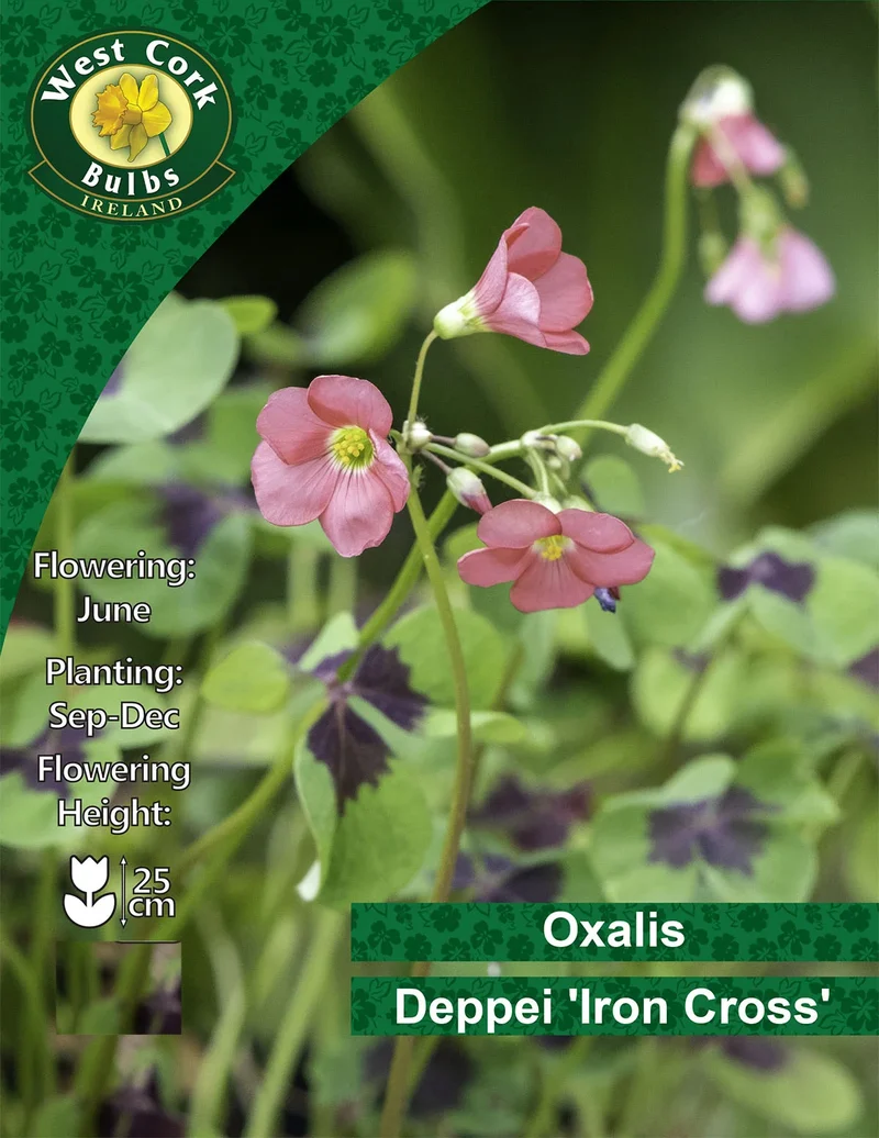 Oxalis Bulbs: Iron Cross