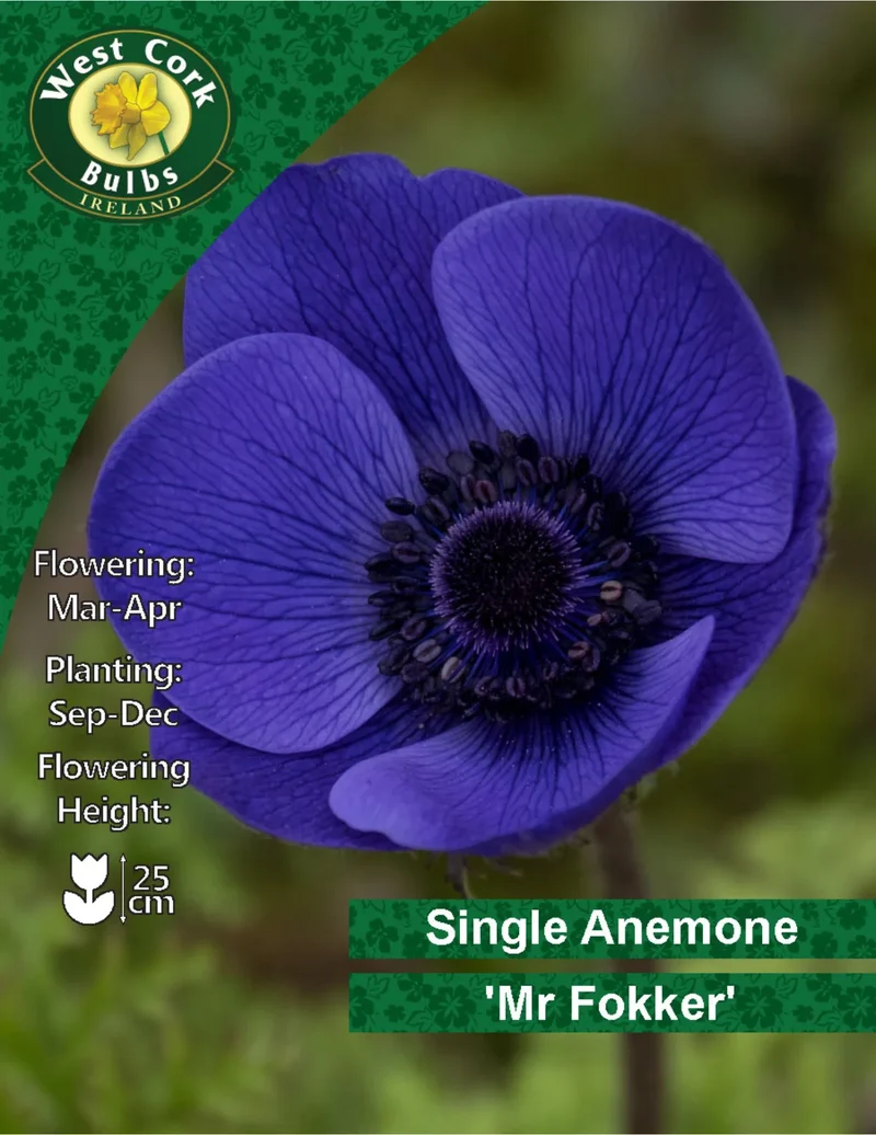 Anemone Bulbs: Mr. Fokker