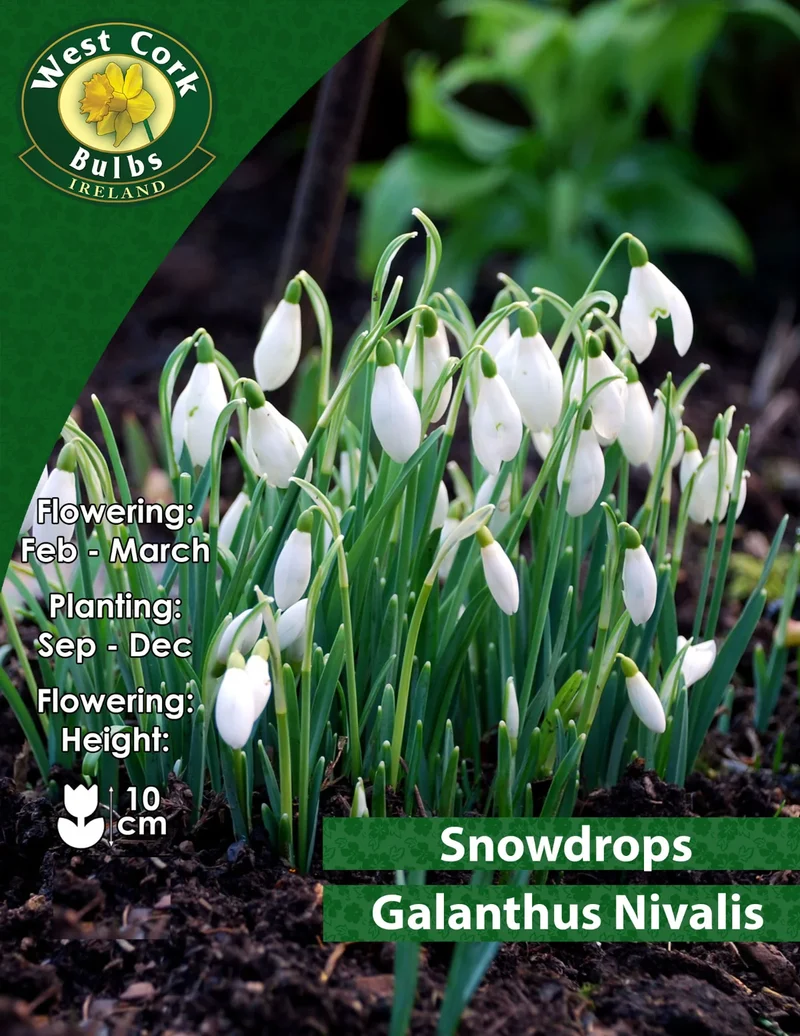Snowdrop Bulbs: White Galanthus Nivalis