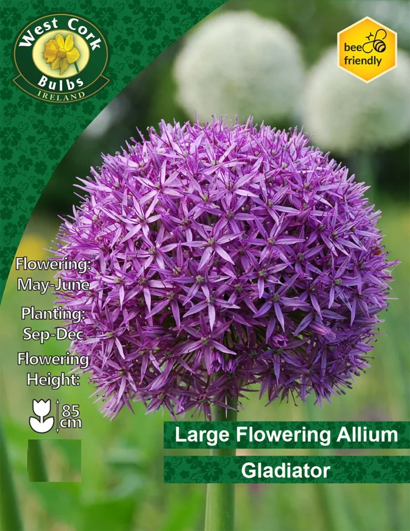 Allium Bulbs: Gladiator