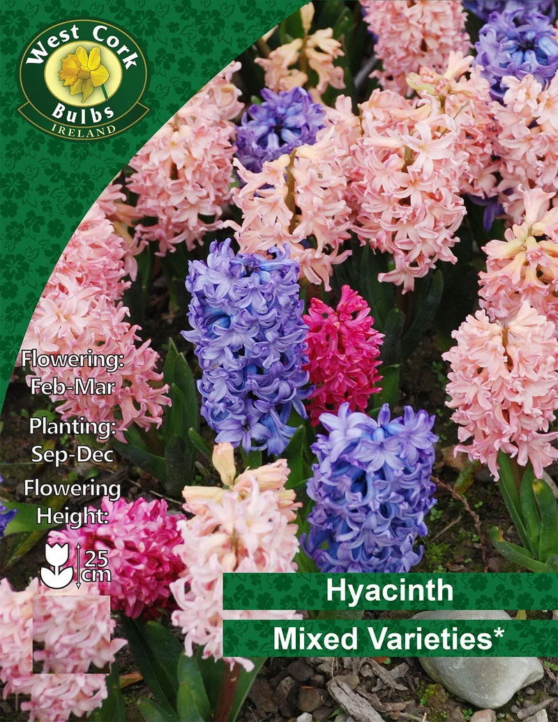 Hyacinth Bulbs: Mixed Colours