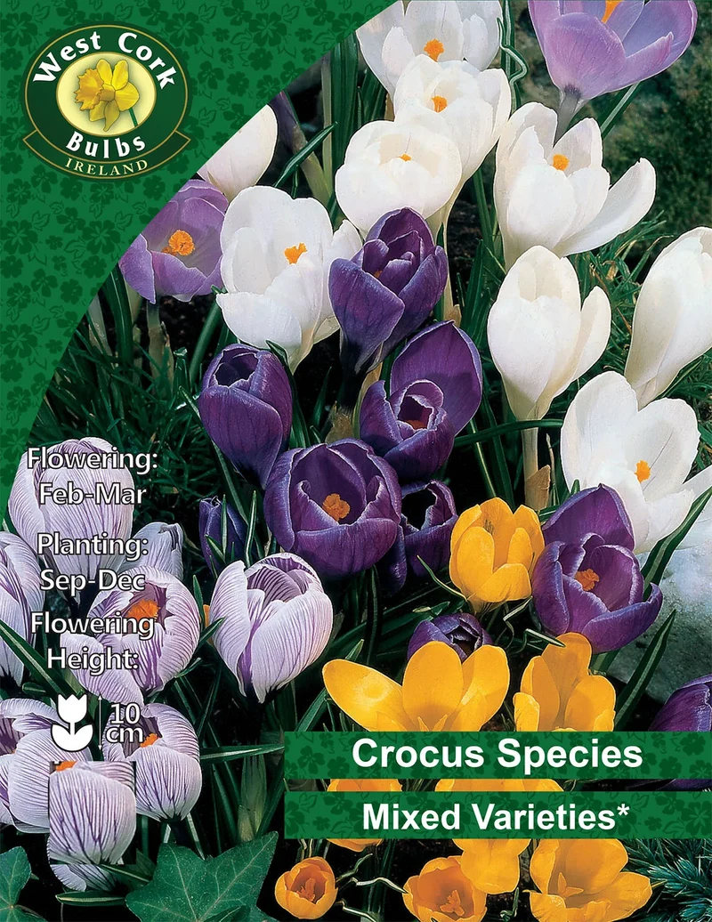 Crocus Bulbs: Mixed Varieties