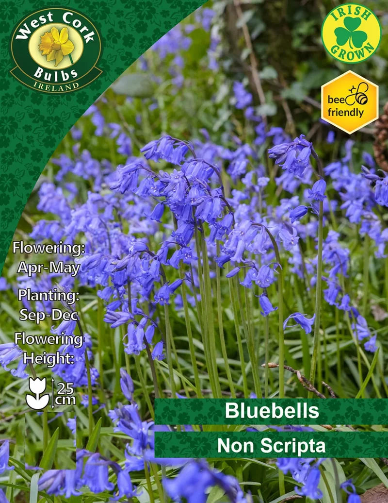 Bluebell Bulbs: Irish Grown - Non Scripta