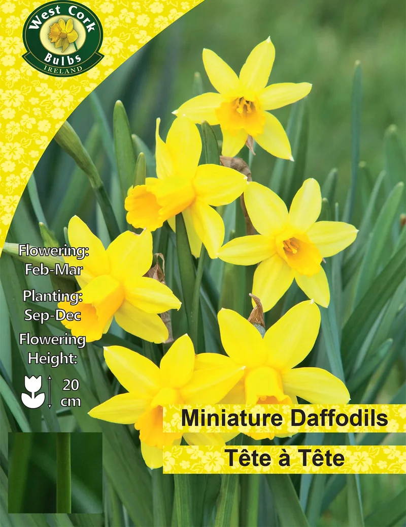 Dwarf Daffodil Bulbs: Tete-à-tete