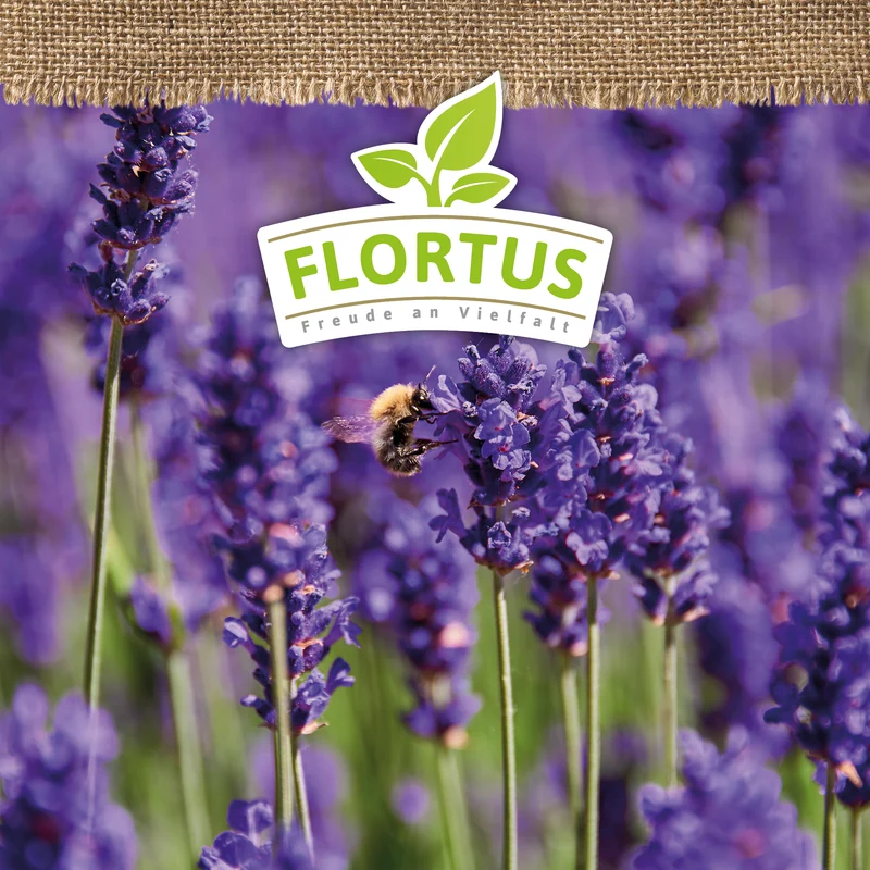 Lavendel | BIO Lavendelsamen von FLORTUS
