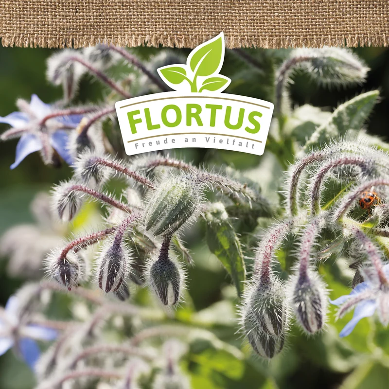 Borretsch | BIO Borretschsamen von FLORTUS