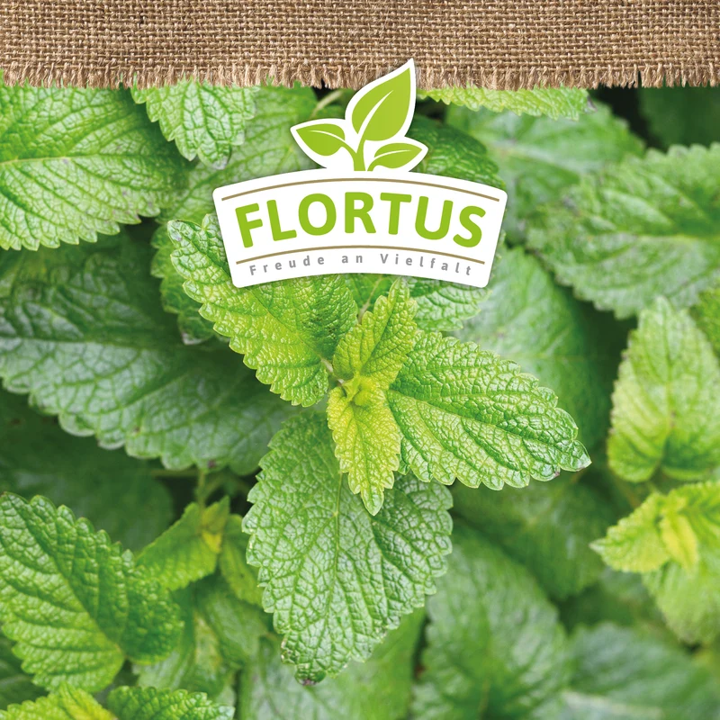 Zitronenmelisse | BIO Melissensamen von FLORTUS