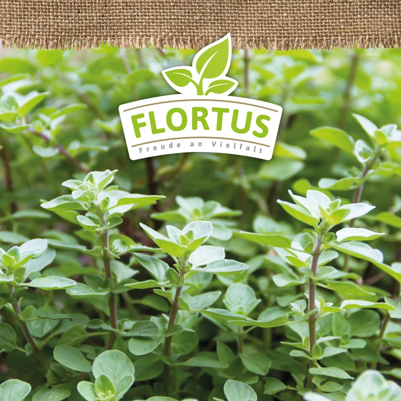 Oregano | BIO Oreganosamen von FLORTUS
