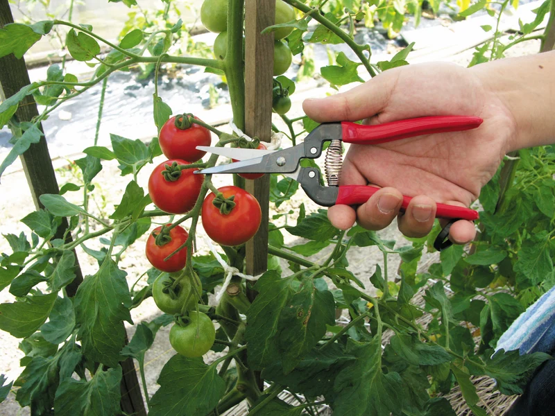 ARS GartenSommerschere 300L