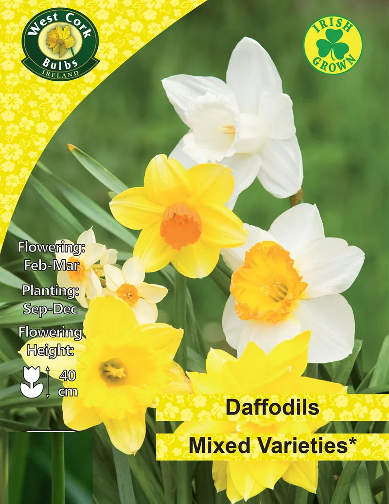 Daffodil Bulbs: Mixed Varieties