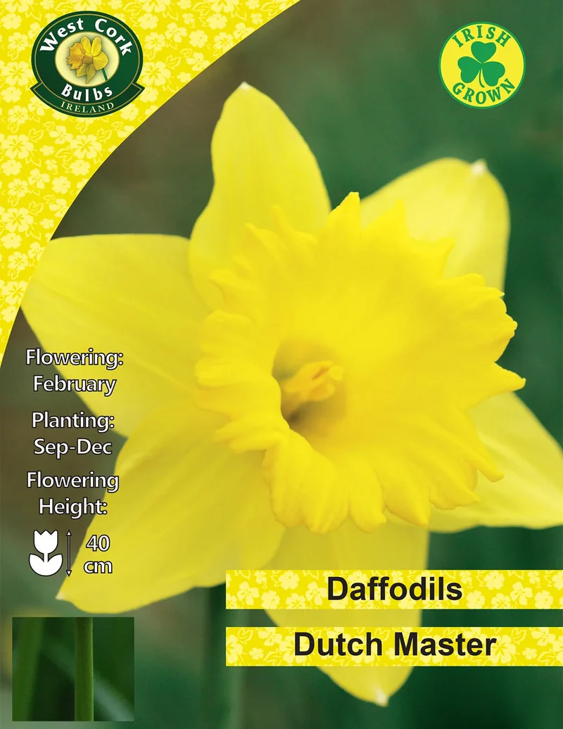 Daffodil Bulbs: Dutch Master