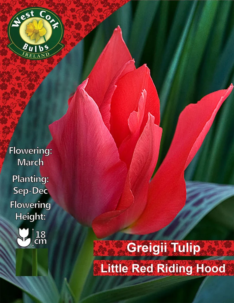 Dwarf Tulip Bulbs: Little Red Riding Hood