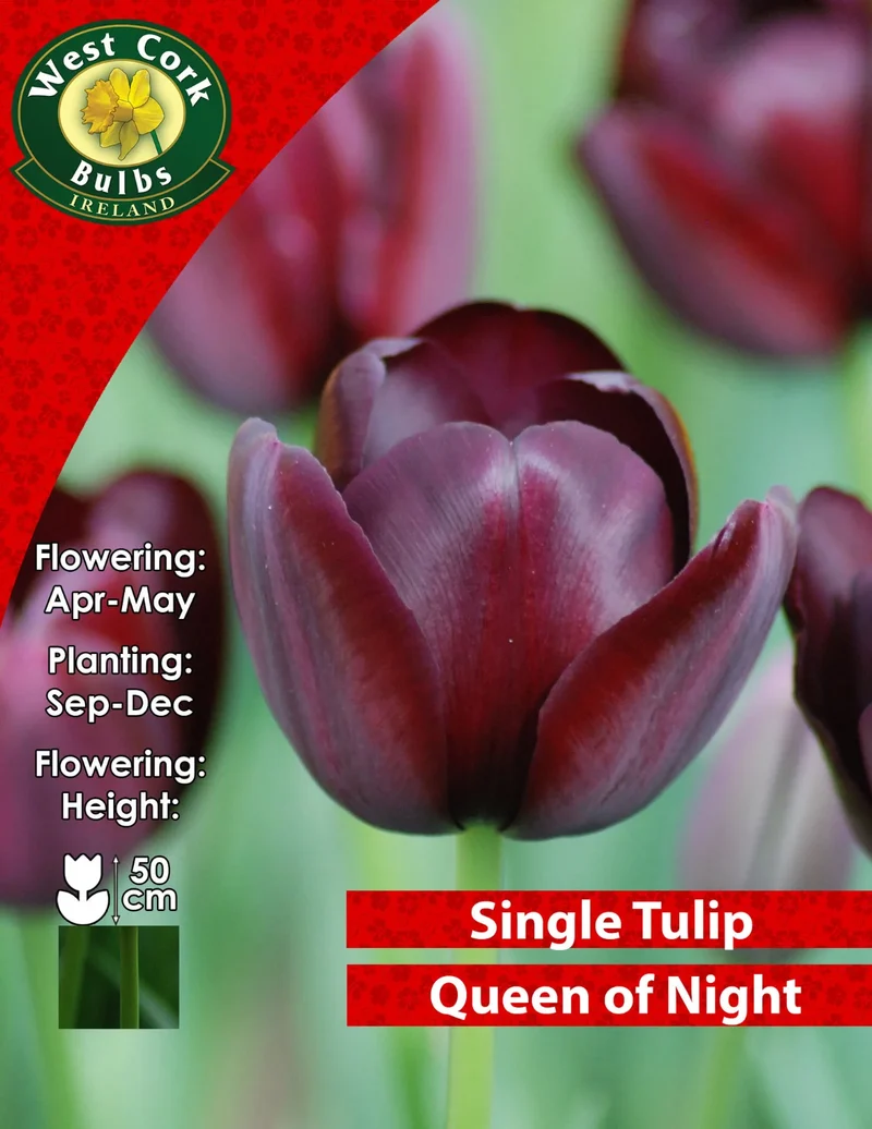 Tulip Bulbs: Queen Of Night