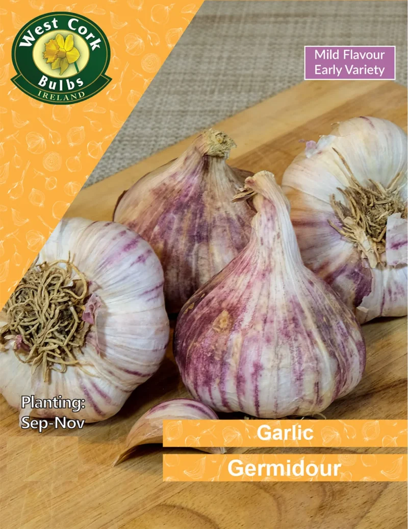 Garlic Bulbs: Germidour