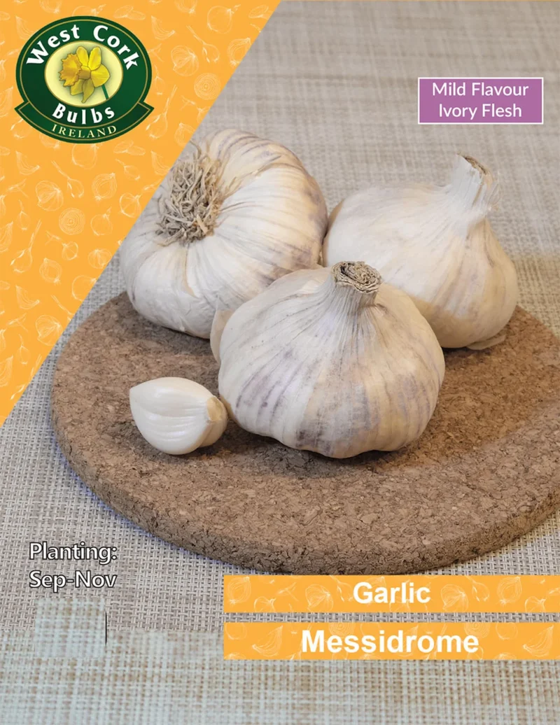 Garlic Bulbs: Messidrome