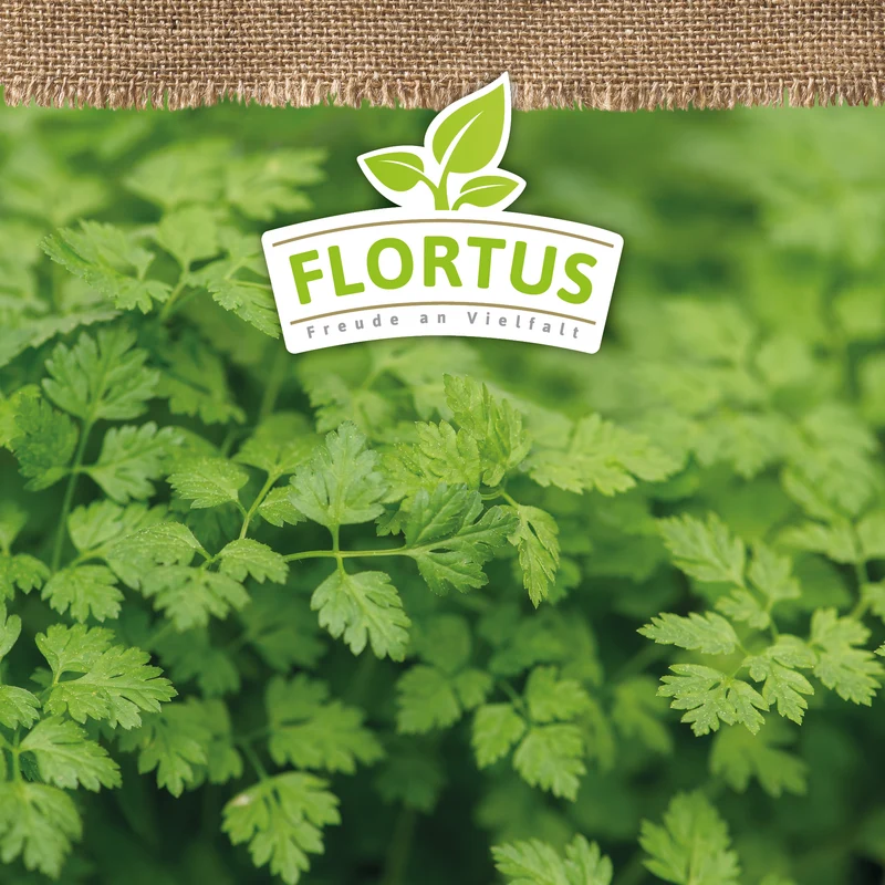 Kerbel | BIO Kerbelsamen von FLORTUS