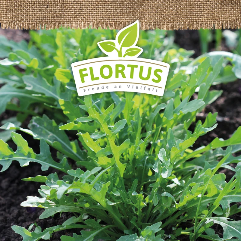 Salatrauke | BIO Salatraukesamen von FLORTUS