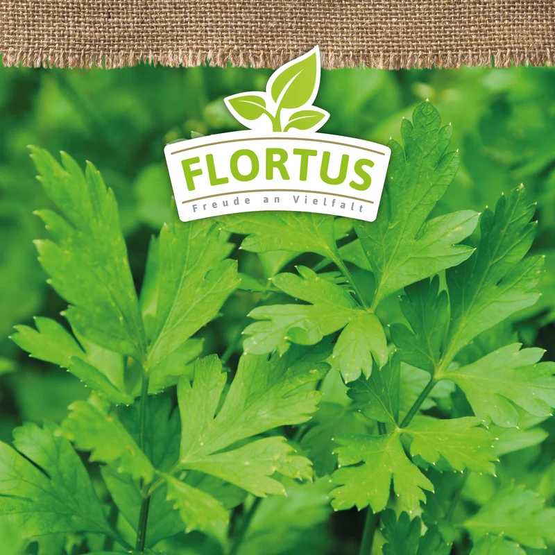Petersilie einfache | BIO Petersiliensamen von FLORTUS
